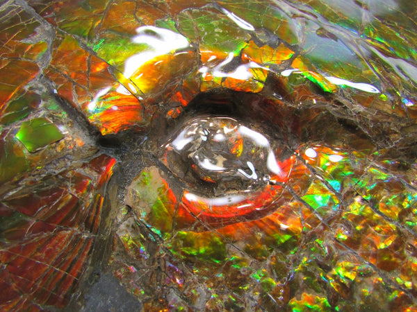 Ammonite Fossil - Placenticeras meeki　Ammolite　Free Shipping! アンモナイト 完全体　プラセンティセラス　ミーキ　アンモライト　両面ダブル