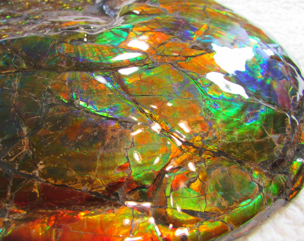Ammonite Fossil - Placenticeras meeki　Ammolite　Free Shipping! アンモナイト 完全体　プラセンティセラス　ミーキ　アンモライト　両面ダブル