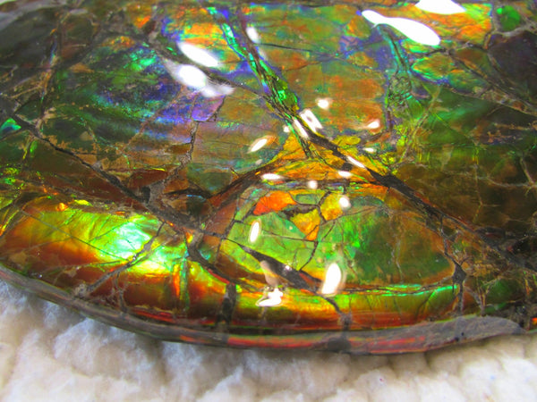 Ammonite Fossil - Placenticeras meeki　Ammolite　Free Shipping! アンモナイト 完全体　プラセンティセラス　ミーキ　アンモライト　両面ダブル