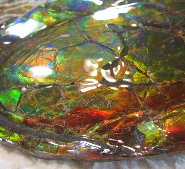 Ammonite Fossil - Placenticeras meeki　Ammolite　Free Shipping! アンモナイト 完全体　プラセンティセラス　ミーキ　アンモライト　両面ダブル