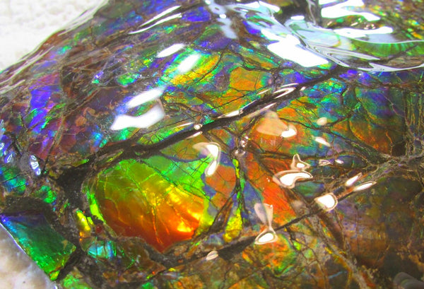 Ammonite Fossil - Placenticeras meeki　Ammolite　Free Shipping! アンモナイト 完全体　プラセンティセラス　ミーキ　アンモライト　両面ダブル