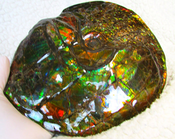 Ammonite Fossil - Placenticeras meeki　Ammolite　Free Shipping! アンモナイト 完全体　プラセンティセラス　ミーキ　アンモライト　両面ダブル