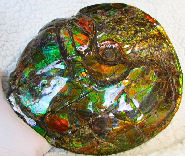 Ammonite Fossil - Placenticeras meeki　Ammolite　Free Shipping! アンモナイト 完全体　プラセンティセラス　ミーキ　アンモライト　両面ダブル