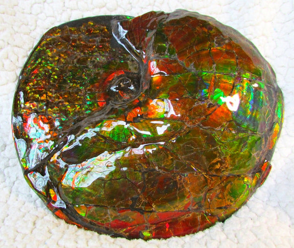 Ammonite Fossil - Placenticeras meeki　Ammolite　Free Shipping! アンモナイト 完全体　プラセンティセラス　ミーキ　アンモライト　両面ダブル