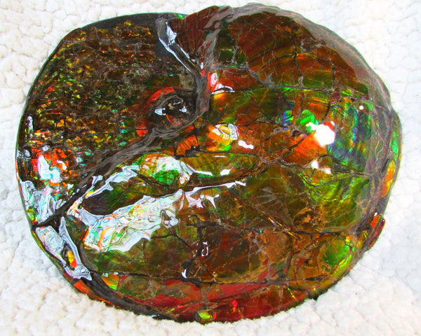 Ammonite Fossil - Placenticeras meeki　Ammolite　Free Shipping! アンモナイト 完全体　プラセンティセラス　ミーキ　アンモライト　両面ダブル
