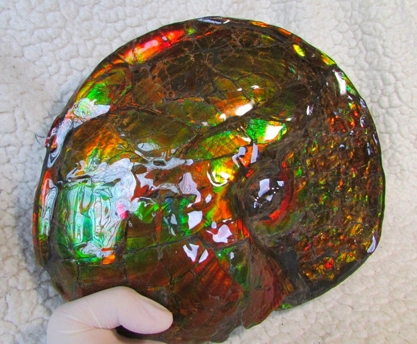 Ammonite Fossil - Placenticeras meeki　Ammolite　Free Shipping! アンモナイト 完全体　プラセンティセラス　ミーキ　アンモライト　両面ダブル