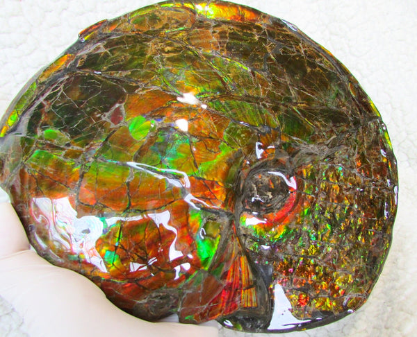 Ammonite Fossil - Placenticeras meeki　Ammolite　Free Shipping! アンモナイト 完全体　プラセンティセラス　ミーキ　アンモライト　両面ダブル