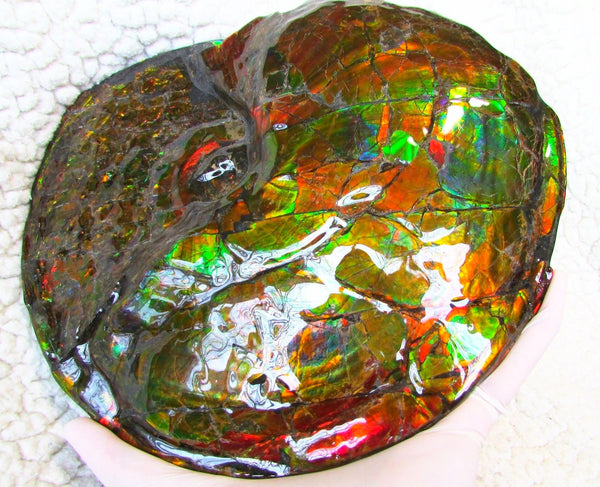Ammonite Fossil - Placenticeras meeki　Ammolite　Free Shipping! アンモナイト 完全体　プラセンティセラス　ミーキ　アンモライト　両面ダブル