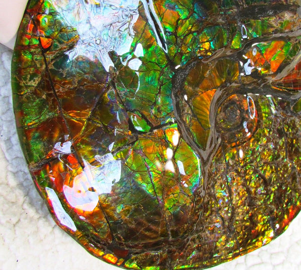 Ammonite Fossil - Placenticeras meeki　Ammolite　Free Shipping! アンモナイト 完全体　プラセンティセラス　ミーキ　アンモライト　両面ダブル