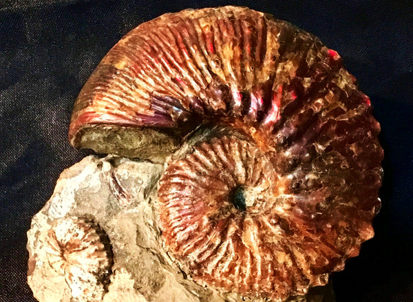 USA Ammonite  Scaphite 97x82x31mm Fossil　Jeletzkytes nebrascensis アンモナイト スカフィテス　大物!