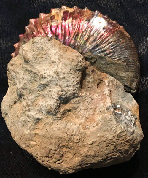 USA Ammonite  Scaphite 97x82x31mm Fossil　Jeletzkytes nebrascensis アンモナイト スカフィテス　大物!