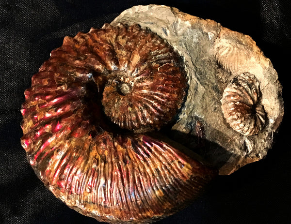 USA Ammonite  Scaphite 97x82x31mm Fossil　Jeletzkytes nebrascensis アンモナイト スカフィテス　大物!