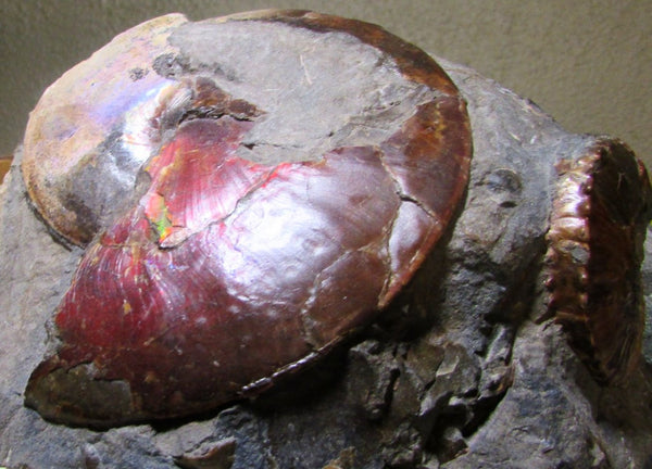 USA Ammonite Ammolite  Sphenodiscus sp & Hoploscaphites  Scaphite アンモナイト  スフェノディスカス　＆　ホプロスカフィテス