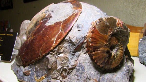 USA Ammonite Ammolite  Sphenodiscus sp & Hoploscaphites  Scaphite アンモナイト  スフェノディスカス　＆　ホプロスカフィテス