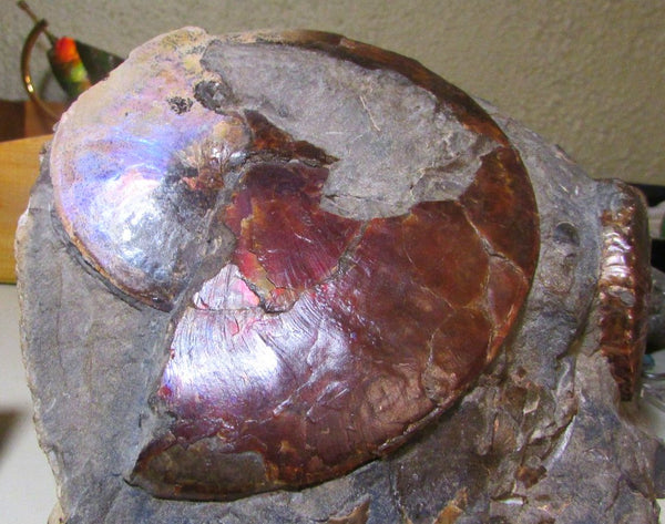 USA Ammonite Ammolite  Sphenodiscus sp & Hoploscaphites  Scaphite アンモナイト  スフェノディスカス　＆　ホプロスカフィテス