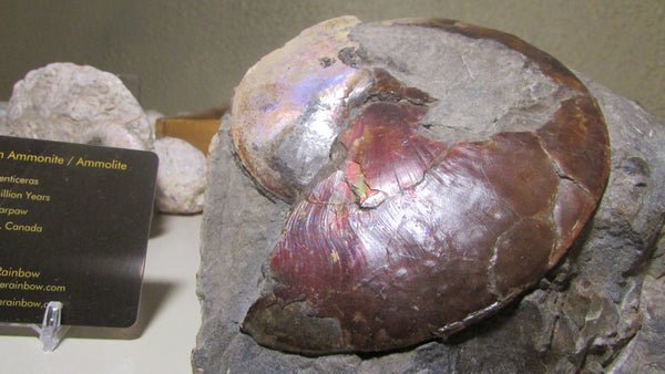 USA Ammonite Ammolite  Sphenodiscus sp & Hoploscaphites  Scaphite アンモナイト  スフェノディスカス　＆　ホプロスカフィテス