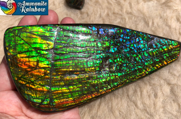 CS-164 Ammolite 152x65mm Collector Stone -Natural XL Display Gem Free shipping! アンモライト コレクターストーン 送料無料！