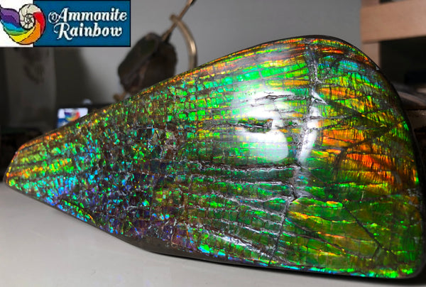 CS-164 Ammolite 152x65mm Collector Stone -Natural XL Display Gem Free shipping! アンモライト コレクターストーン 送料無料！