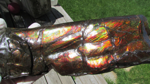 420 x 79  x 25mm Canadian Ammolite Bacculite Fossil カナディアン Baculites　バキュライト　アンモライト Baculite