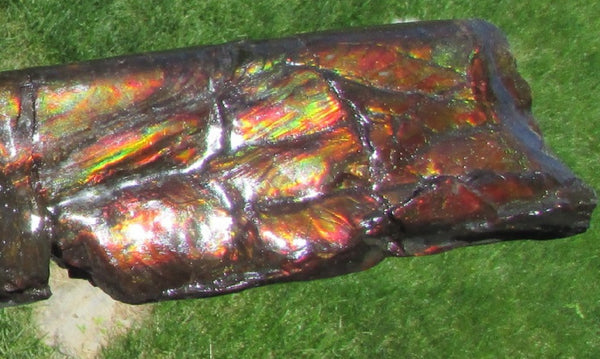 420 x 79  x 25mm Canadian Ammolite Bacculite Fossil カナディアン Baculites　バキュライト　アンモライト Baculite