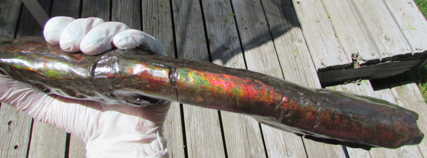 420 x 79  x 25mm Canadian Ammolite Bacculite Fossil カナディアン Baculites　バキュライト　アンモライト Baculite