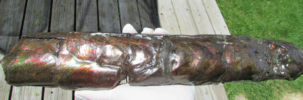 420 x 79  x 25mm Canadian Ammolite Bacculite Fossil カナディアン Baculites　バキュライト　アンモライト Baculite