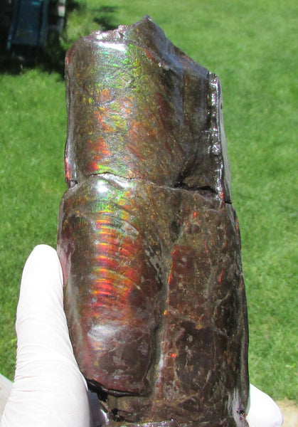 420 x 79  x 25mm Canadian Ammolite Bacculite Fossil カナディアン Baculites　バキュライト　アンモライト Baculite