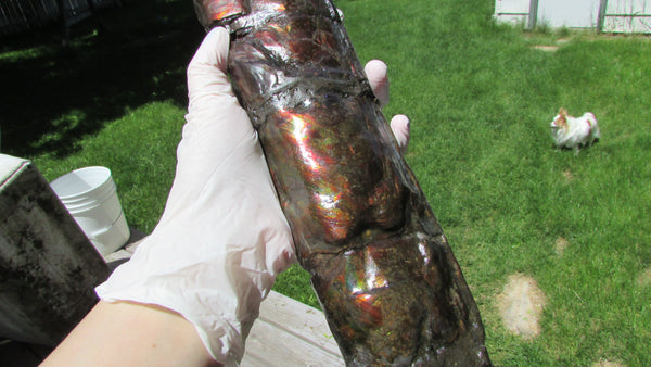 420 x 79  x 25mm Canadian Ammolite Bacculite Fossil カナディアン Baculites　バキュライト　アンモライト Baculite