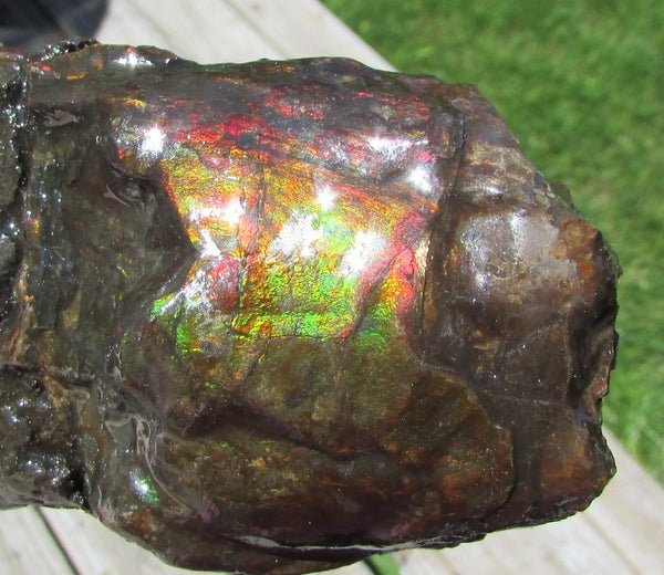 420 x 79  x 25mm Canadian Ammolite Bacculite Fossil カナディアン Baculites　バキュライト　アンモライト Baculite