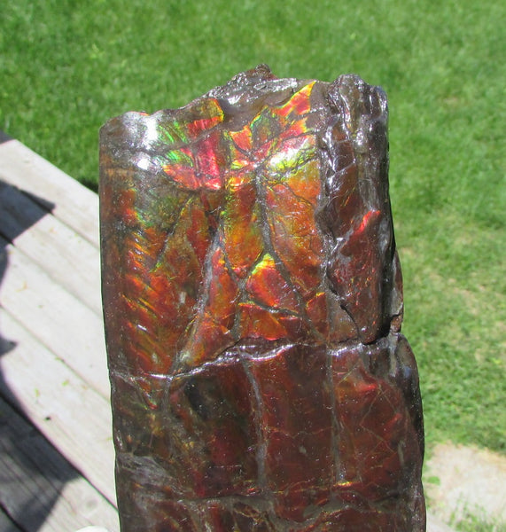 420 x 79  x 25mm Canadian Ammolite Bacculite Fossil カナディアン Baculites　バキュライト　アンモライト Baculite