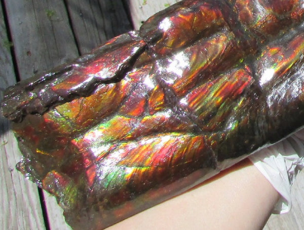 420 x 79  x 25mm Canadian Ammolite Bacculite Fossil カナディアン Baculites　バキュライト　アンモライト Baculite