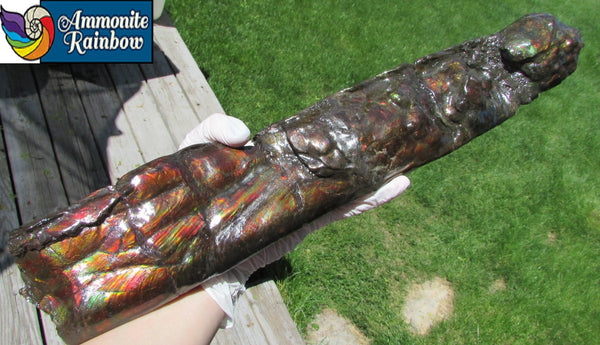 420 x 79  x 25mm Canadian Ammolite Bacculite Fossil カナディアン Baculites　バキュライト　アンモライト Baculite