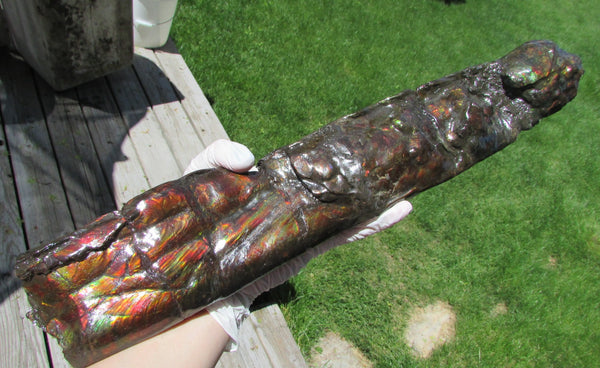 420 x 79  x 25mm Canadian Ammolite Bacculite Fossil カナディアン Baculites　バキュライト　アンモライト Baculite