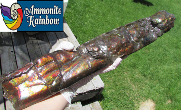 420 x 79  x 25mm Canadian Ammolite Bacculite Fossil カナディアン Baculites　バキュライト　アンモライト Baculite