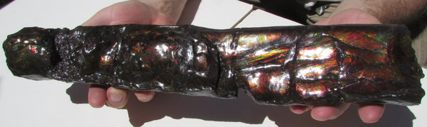 420 x 79  x 25mm Canadian Ammolite Bacculite Fossil カナディアン Baculites　バキュライト　アンモライト Baculite