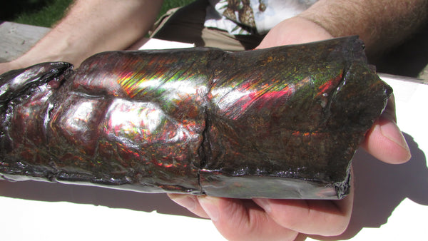 420 x 79  x 25mm Canadian Ammolite Bacculite Fossil カナディアン Baculites　バキュライト　アンモライト Baculite