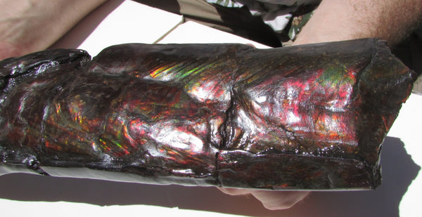 420 x 79  x 25mm Canadian Ammolite Bacculite Fossil カナディアン Baculites　バキュライト　アンモライト Baculite