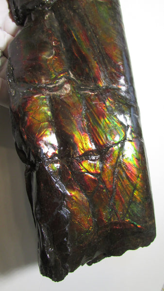 420 x 79  x 25mm Canadian Ammolite Bacculite Fossil カナディアン Baculites　バキュライト　アンモライト Baculite