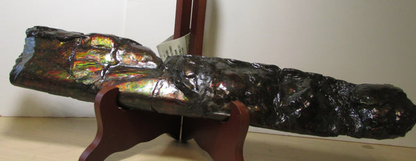 420 x 79  x 25mm Canadian Ammolite Bacculite Fossil カナディアン Baculites　バキュライト　アンモライト Baculite