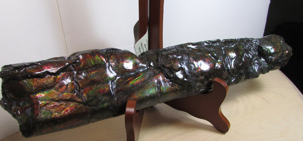 420 x 79  x 25mm Canadian Ammolite Bacculite Fossil カナディアン Baculites　バキュライト　アンモライト Baculite