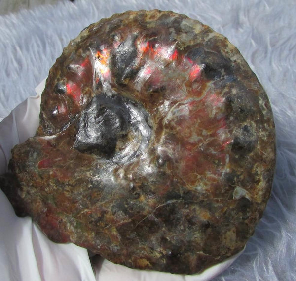 AF 17 アンモライト ほぼ完全体 100 x 96 x 24mm Canadian Ammolite   Ammonite Fossil Placenticeras Intercalare インターカラレ