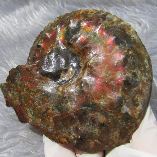 AF 17 アンモライト ほぼ完全体 100 x 96 x 24mm Canadian Ammolite   Ammonite Fossil Placenticeras Intercalare インターカラレ