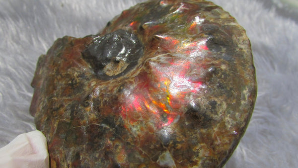 AF 17 アンモライト ほぼ完全体 100 x 96 x 24mm Canadian Ammolite   Ammonite Fossil Placenticeras Intercalare インターカラレ