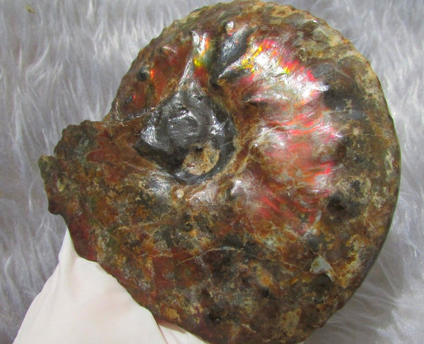 AF 17 アンモライト ほぼ完全体 100 x 96 x 24mm Canadian Ammolite   Ammonite Fossil Placenticeras Intercalare インターカラレ