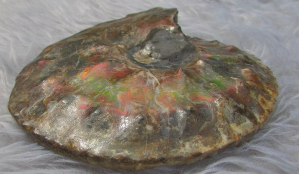 AF 17 アンモライト ほぼ完全体 100 x 96 x 24mm Canadian Ammolite   Ammonite Fossil Placenticeras Intercalare インターカラレ
