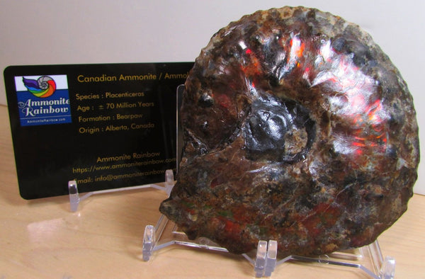 AF 17 アンモライト ほぼ完全体 100 x 96 x 24mm Canadian Ammolite   Ammonite Fossil Placenticeras Intercalare インターカラレ