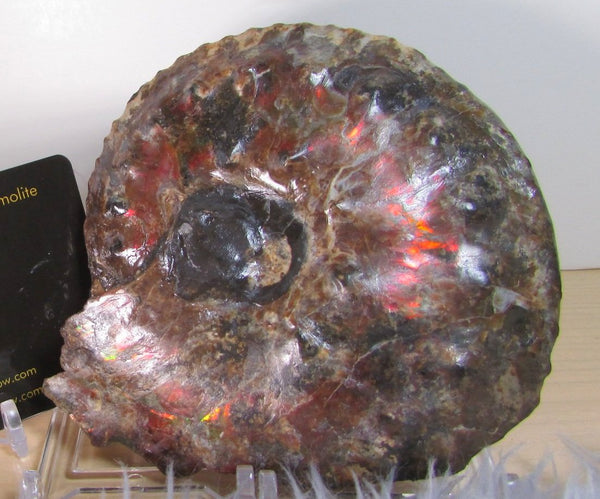 AF 17 アンモライト ほぼ完全体 100 x 96 x 24mm Canadian Ammolite   Ammonite Fossil Placenticeras Intercalare インターカラレ