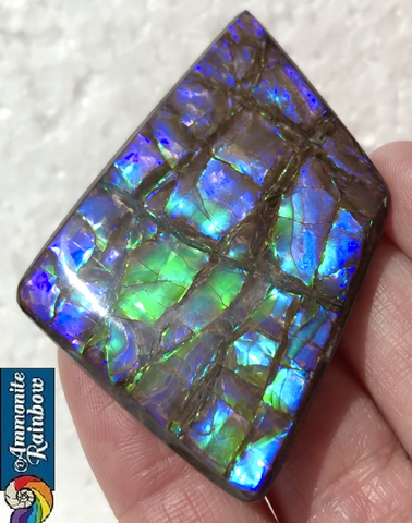 Large Beauty  56x37 mm  High Grade Natural  Free Form . FFNT 144 Ammolite  ナチュラル　ルース　アンモライト