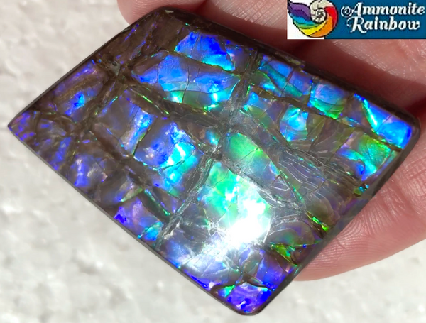 Large Beauty  56x37 mm  High Grade Natural  Free Form . FFNT 144 Ammolite  ナチュラル　ルース　アンモライト