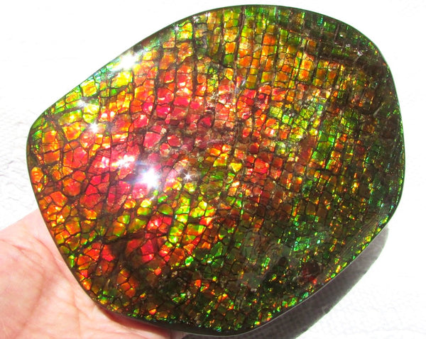 140x112x17mm  Collector Stone - CS-123  DragonSkin  Make an offer!- アンモライト　コレクターストーン　ハイグレード値下げ交渉あり！